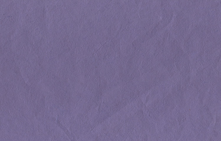 Aster Purple